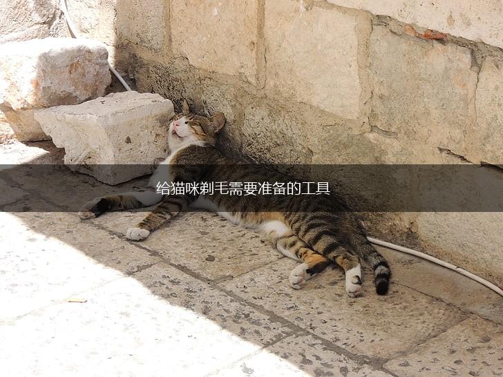 给猫咪剃毛需要准备的工具,第1张 给猫咪剃毛需要准备的工具,第1张