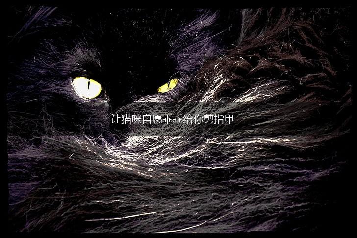 让猫咪自愿乖乖给你剪指甲,第1张