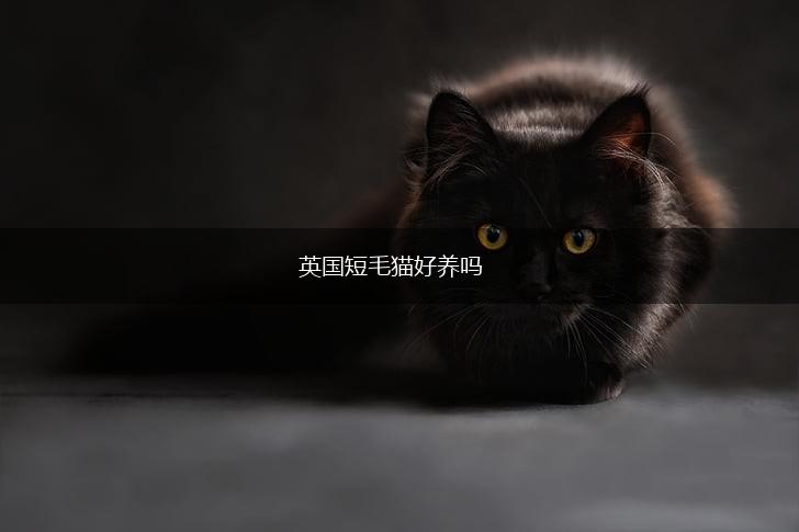英国短毛猫好养吗,第1张