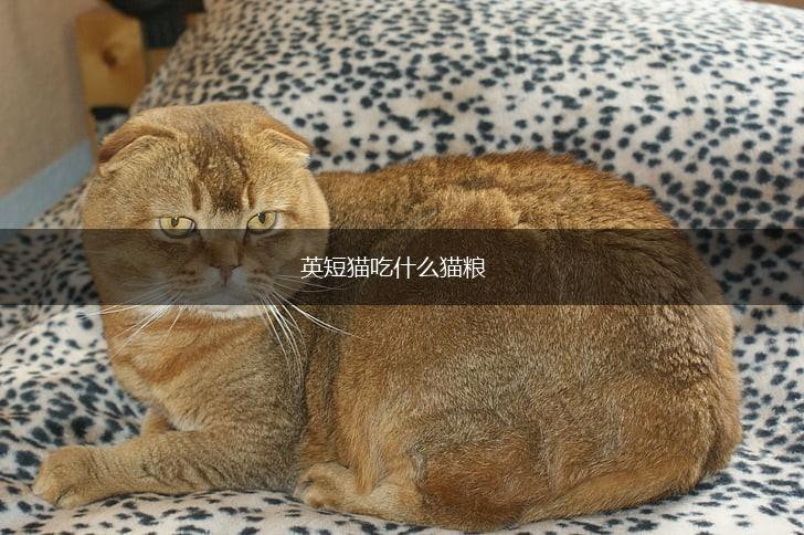 英短猫吃什么猫粮,第1张