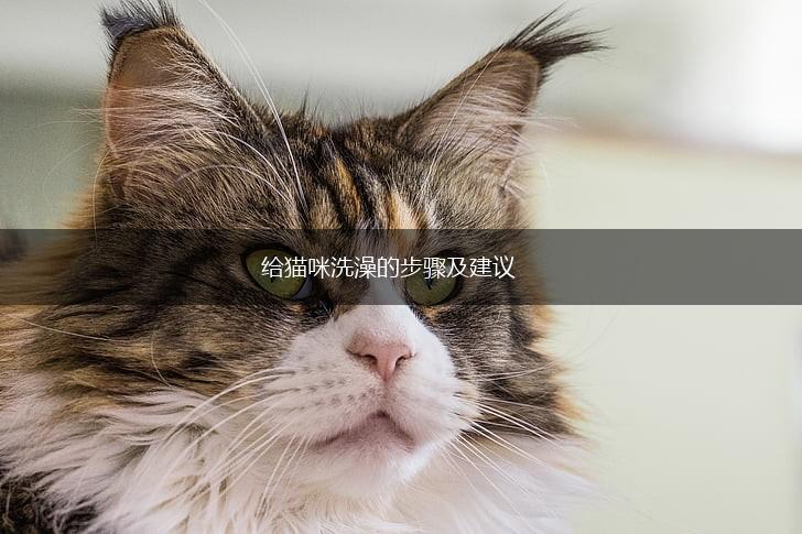 给猫咪洗澡的步骤及建议,第1张