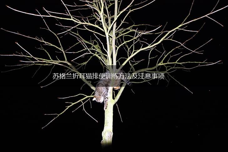 苏格兰折耳猫排便训练方法及注意事项,第1张