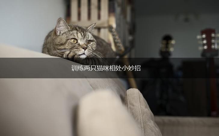 训练两只猫咪相处小妙招,第1张