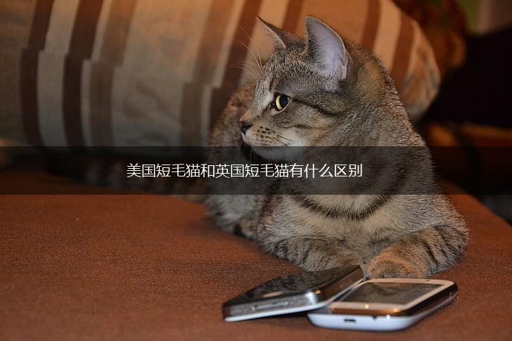 美国短毛猫和英国短毛猫有什么区别,第1张