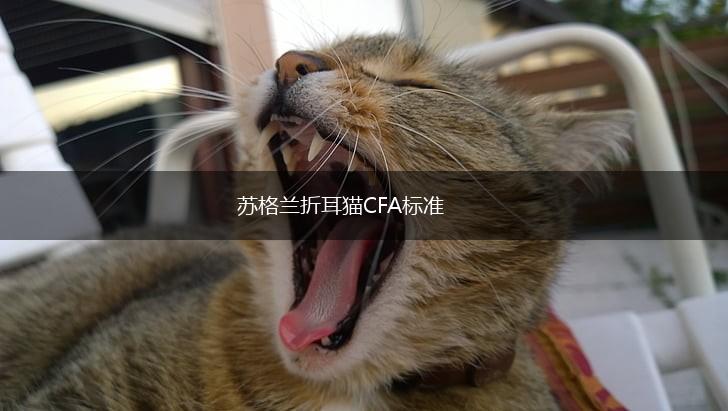 苏格兰折耳猫CFA标准,第1张