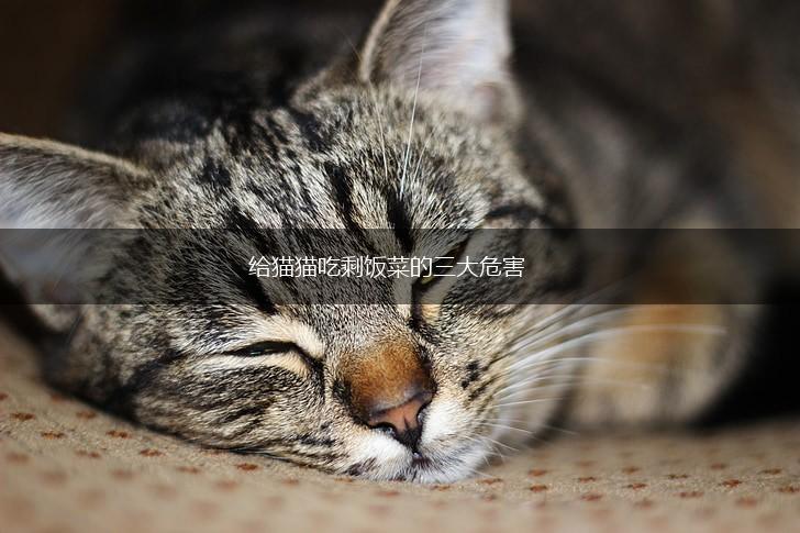 给猫猫吃剩饭菜的三大危害,第1张