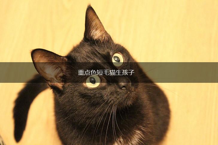 重点色短毛猫生孩子,第1张