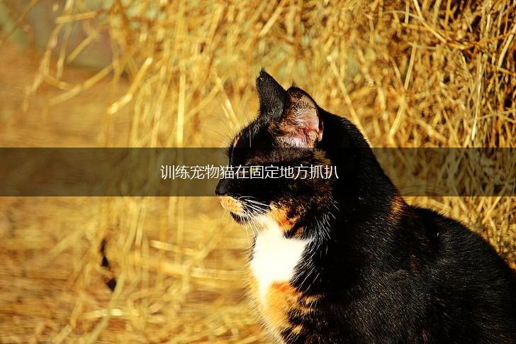 训练宠物猫在固定地方抓扒,第1张