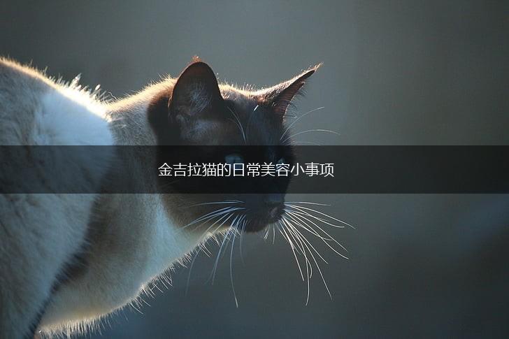 金吉拉猫的日常美容小事项,第1张