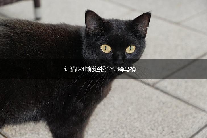 让猫咪也能轻松学会蹲马桶,第1张