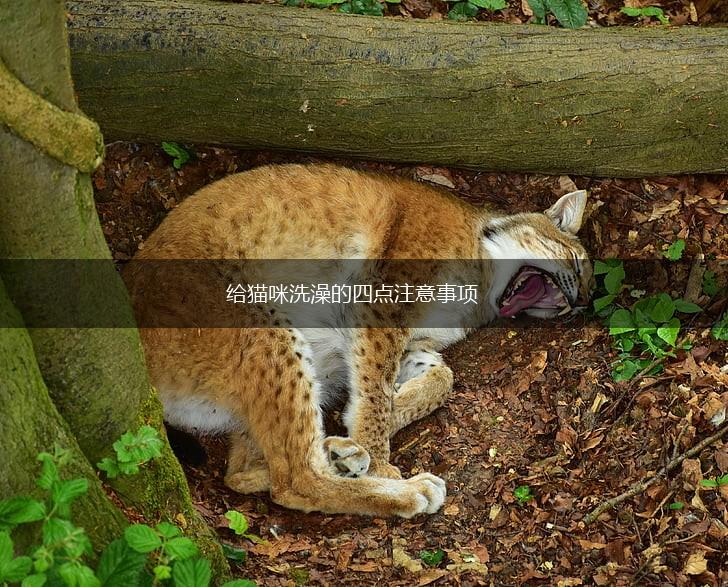 给猫咪洗澡的四点注意事项,第1张