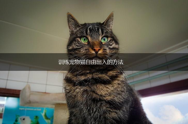 训练宠物猫自由出入的方法,第1张