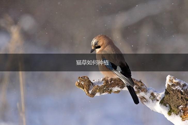 猫草如何种植,第1张