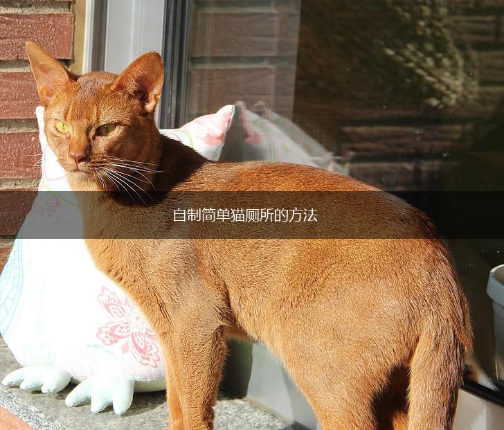 自制简单猫厕所的方法,第1张