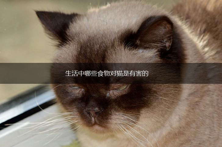 生活中哪些食物对猫是有害的,第1张