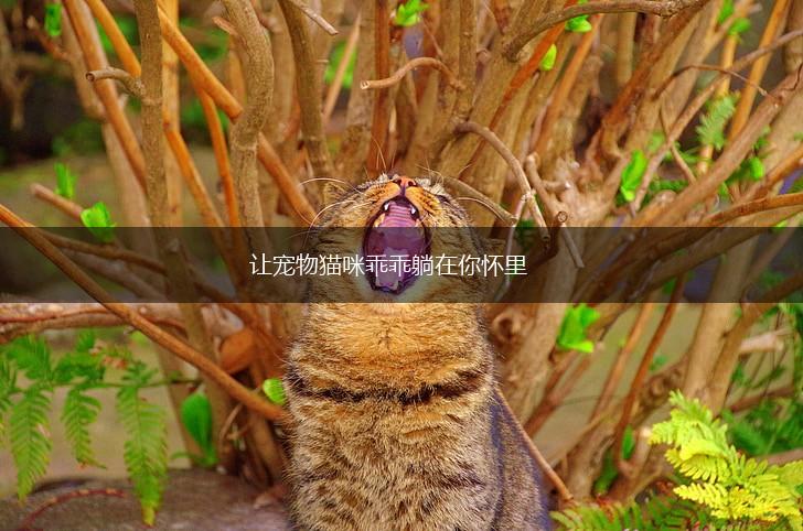 让宠物猫咪乖乖躺在你怀里,第1张