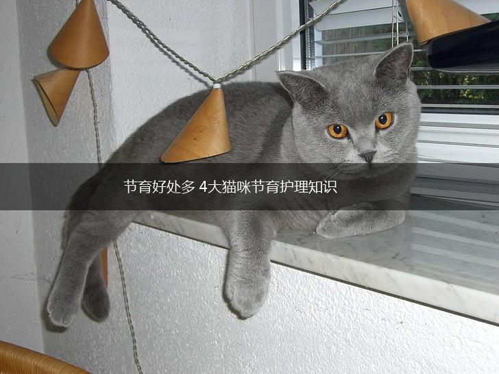 节育好处多 4大猫咪节育护理知识,第1张