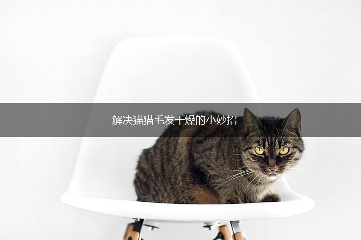解决猫猫毛发干燥的小妙招,第1张 解决猫猫毛发干燥的小妙招,第1张