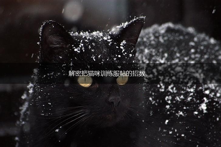 解密把猫咪训练服帖的招数,第1张
