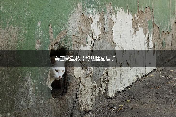 美国微型芯片帮助瞎猫复明,第1张