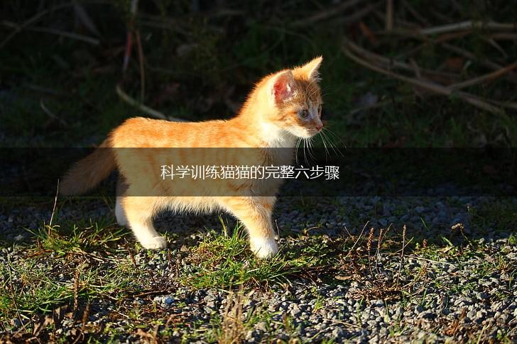 科学训练猫猫的完整六步骤,第1张