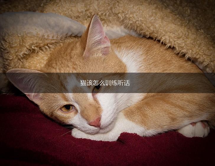 猫该怎么训练听话,第1张