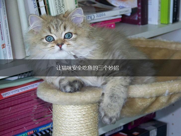 让猫咪安全吃鱼的三个妙招,第1张