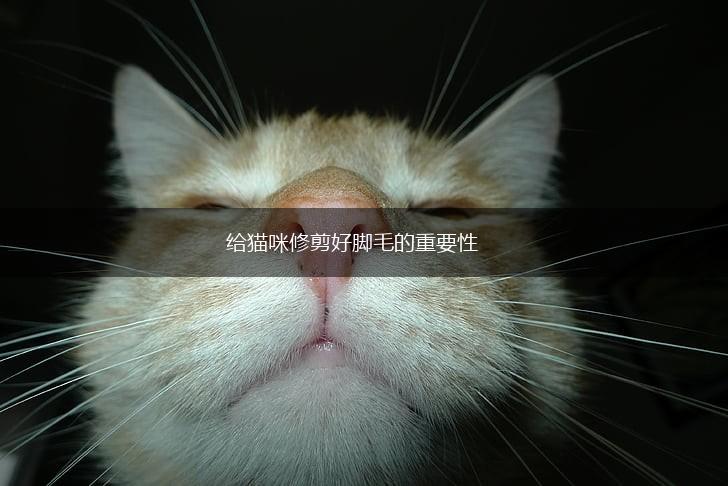 给猫咪修剪好脚毛的重要性,第1张