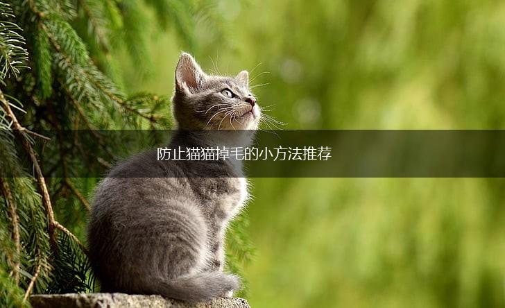 防止猫猫掉毛的小方法推荐,第1张