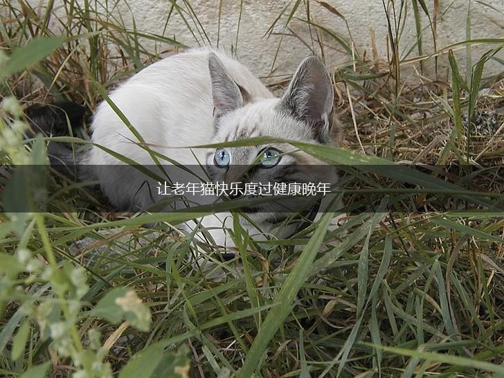让老年猫快乐度过健康晚年,第1张