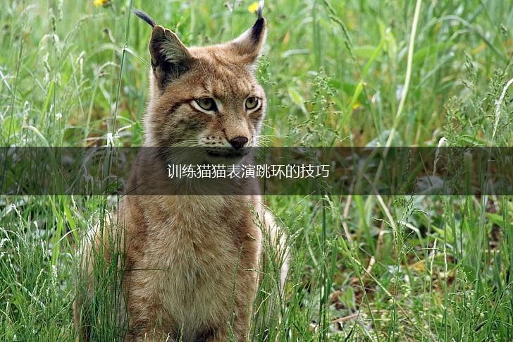 训练猫猫表演跳环的技巧,第1张 训练猫猫表演跳环的技巧,第1张