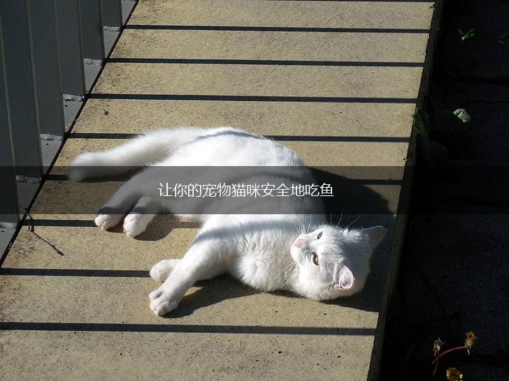 让你的宠物猫咪安全地吃鱼,第1张
