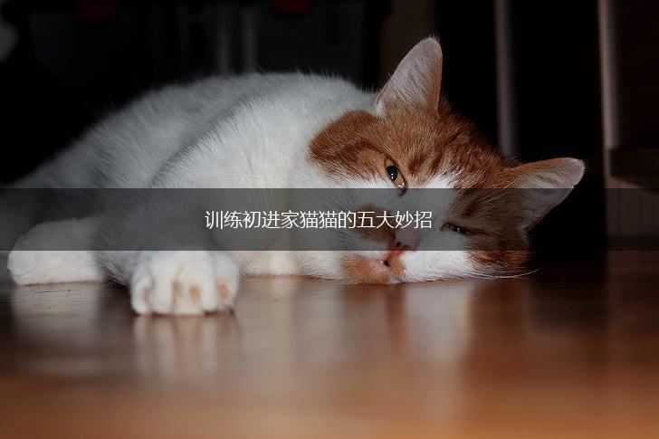 训练初进家猫猫的五大妙招,第1张