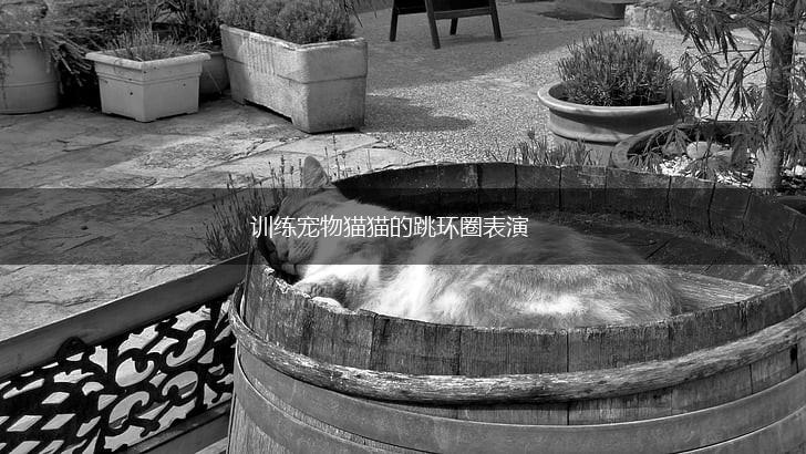 训练宠物猫猫的跳环圈表演,第1张
