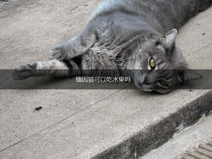 缅因猫可以吃水果吗,第1张