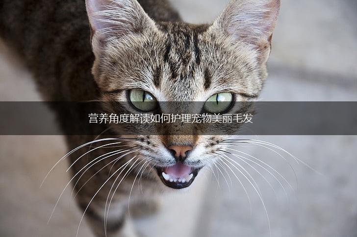 营养角度解读如何护理宠物美丽毛发,第1张 营养角度解读如何护理宠物美丽毛发,第1张