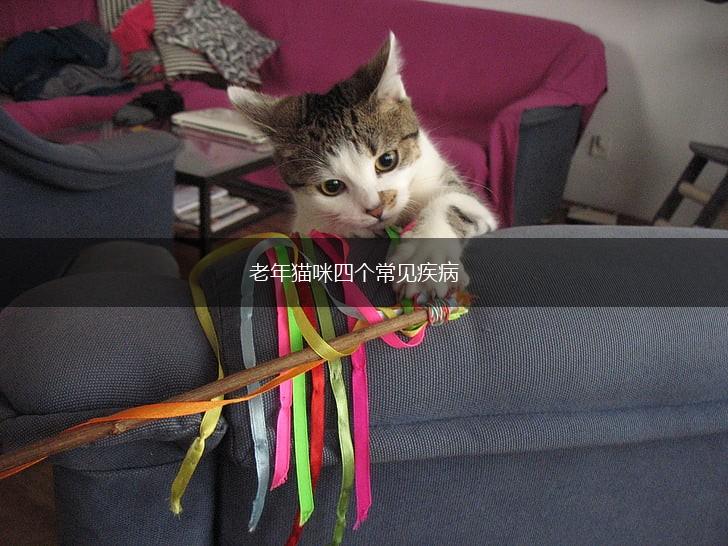 老年猫咪四个常见疾病,第1张