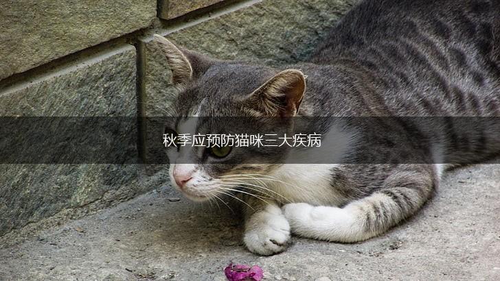 秋季应预防猫咪三大疾病,第1张 秋季应预防猫咪三大疾病,第1张