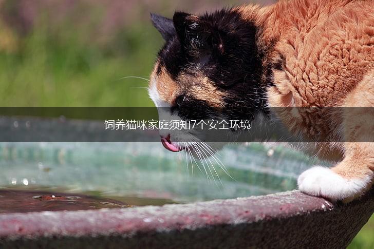 饲养猫咪家庭须知7个安全环境,第1张