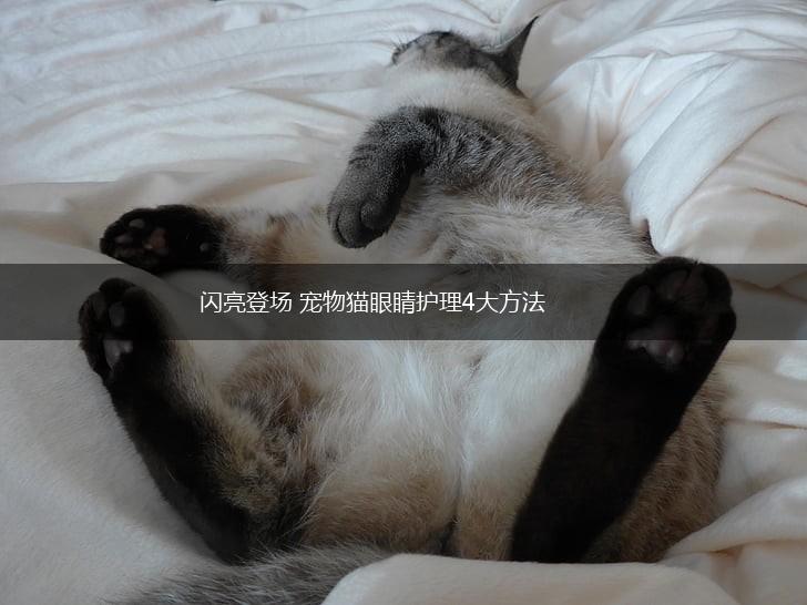 闪亮登场 宠物猫眼睛护理4大方法,第1张