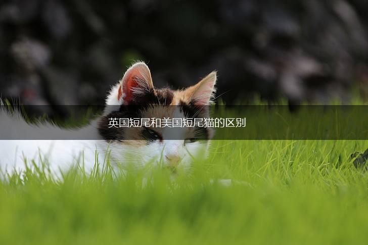 英国短尾和美国短尾猫的区别,第1张