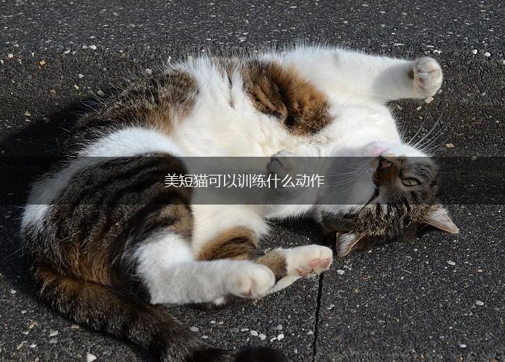 美短猫可以训练什么动作,第1张 美短猫可以训练什么动作,第1张