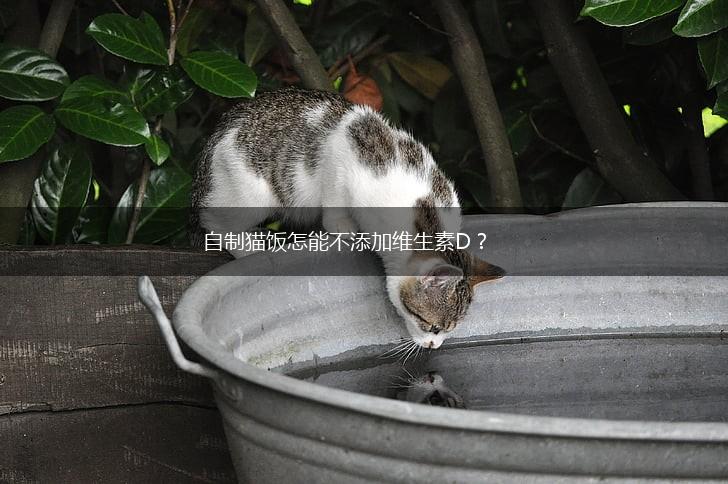 自制猫饭怎能不添加维生素D？,第1张