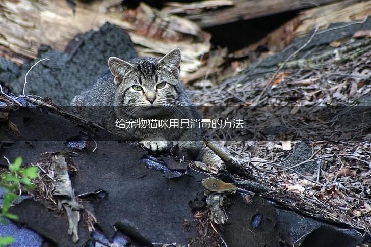 给宠物猫咪用具消毒的方法,第1张