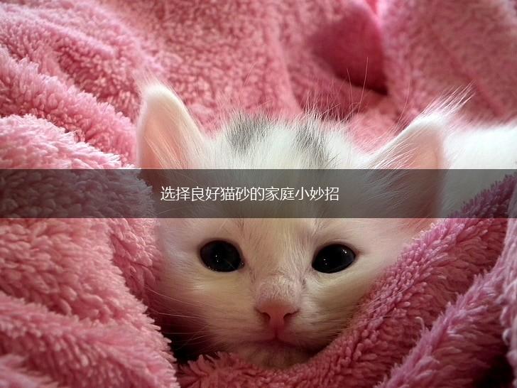 选择良好猫砂的家庭小妙招,第1张