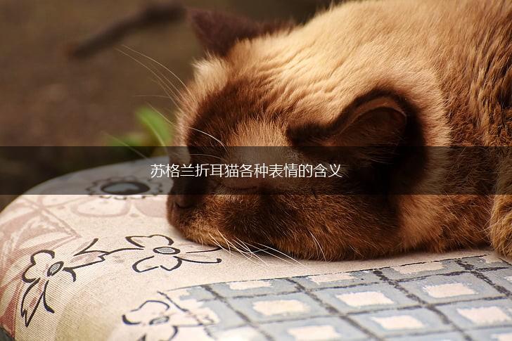苏格兰折耳猫各种表情的含义,第1张