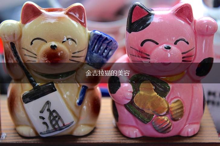 金吉拉猫的美容,第1张