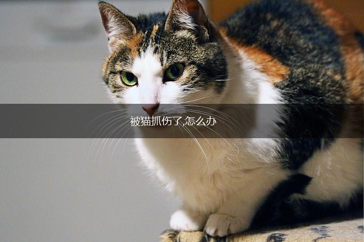 被猫抓伤了,怎么办,第1张