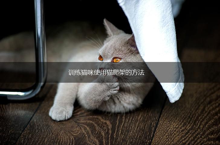 训练猫咪使用猫爬架的方法,第1张
