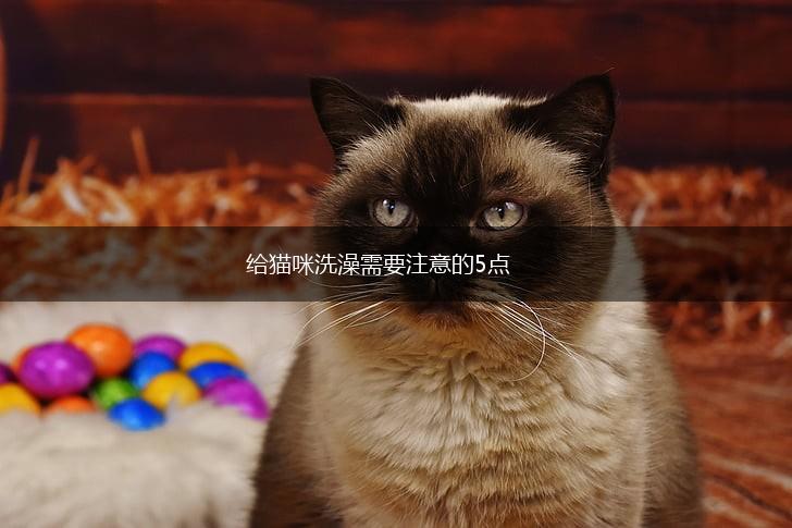 给猫咪洗澡需要注意的5点,第1张